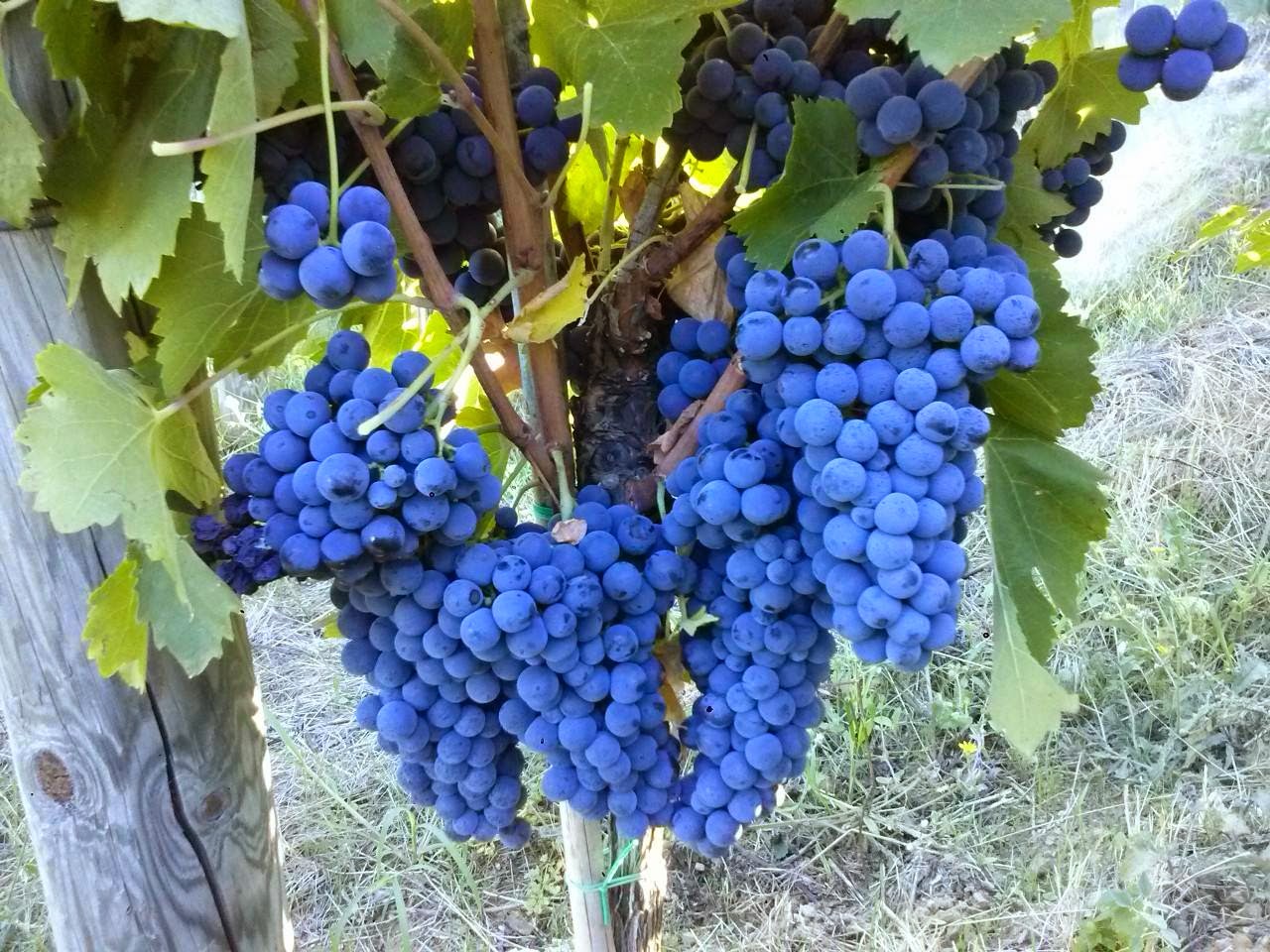 Альянико виноград
